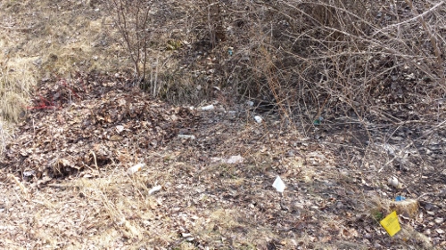 Winton Rain Garden 2014 (8)